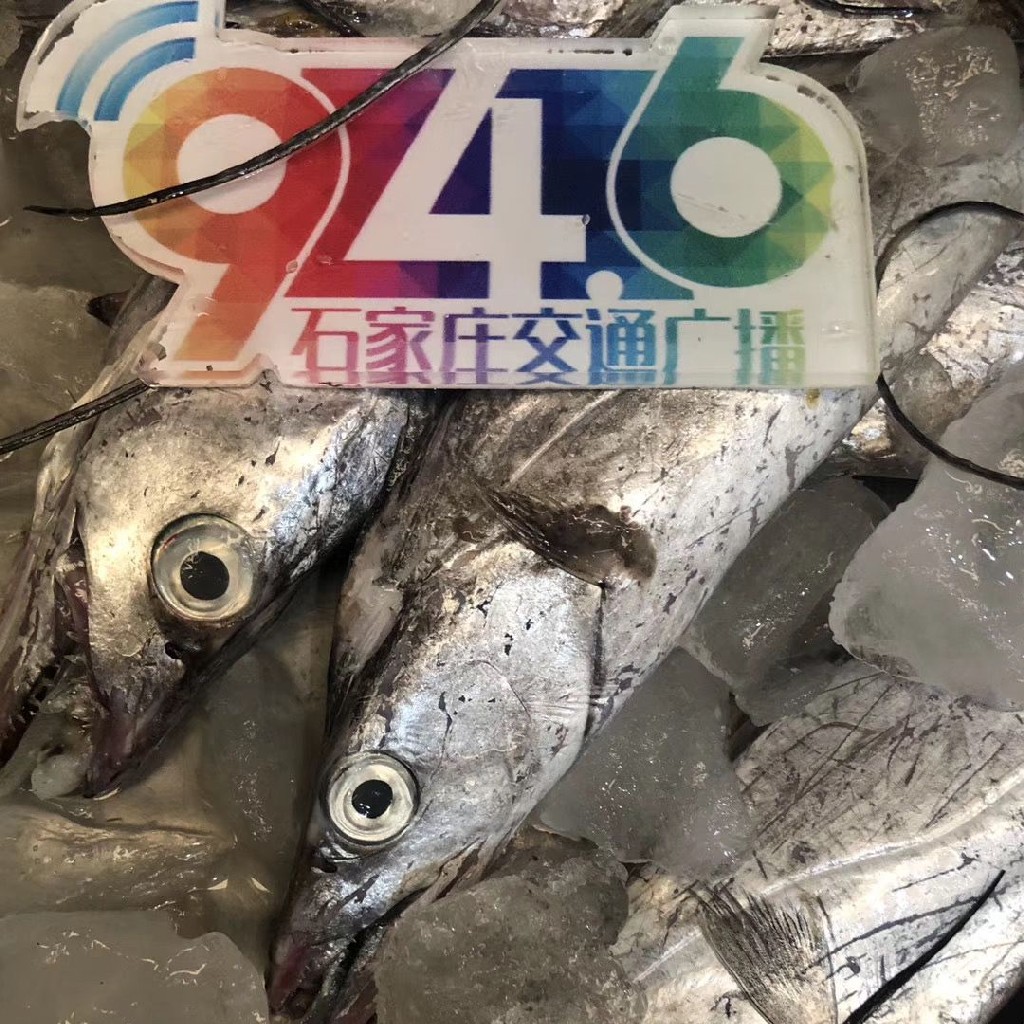 石家庄优选仓库速达，2025年浙江舟山雷达网小眼睛野生带鱼  净重5斤/10条礼盒装