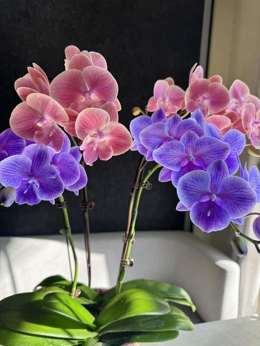 蝴蝶兰 | 马卡龙+唯美 商品图1