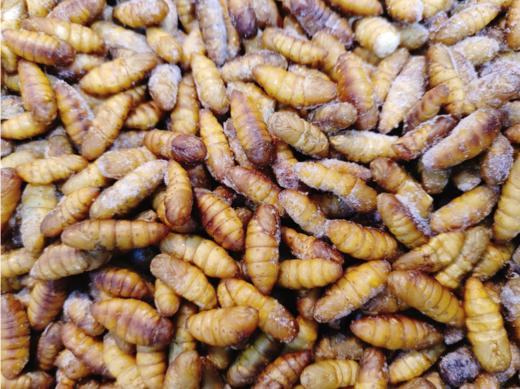 金丝蚕蛹一斤 商品图0