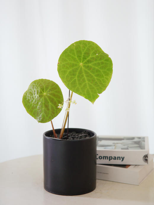 福寿秋海棠 商品图0