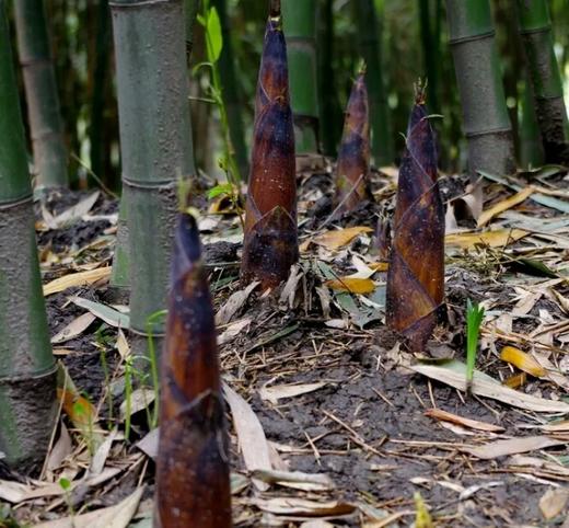 【通江扶贫】通江县深山良品笋干250g 商品图1