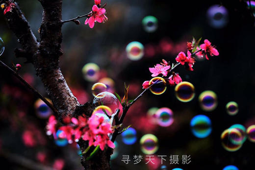 2月26日【连平】十里桃花、油菜花2天摄影采风 商品图7