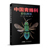 中国青蜂科彩色图鉴 商品缩略图0