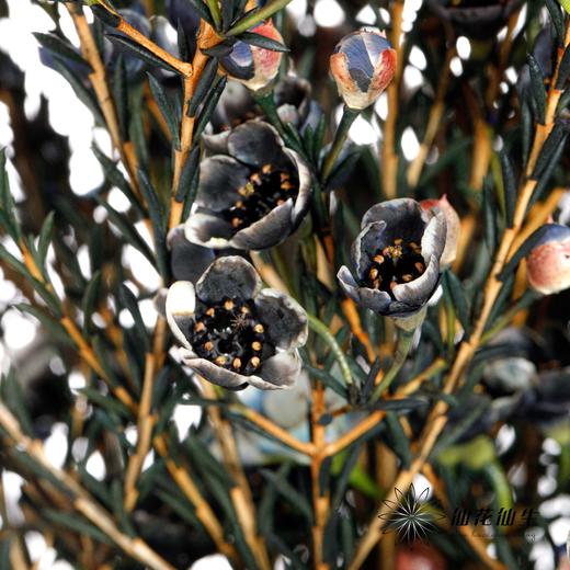 配花 | 平头腊梅黑色 商品图3