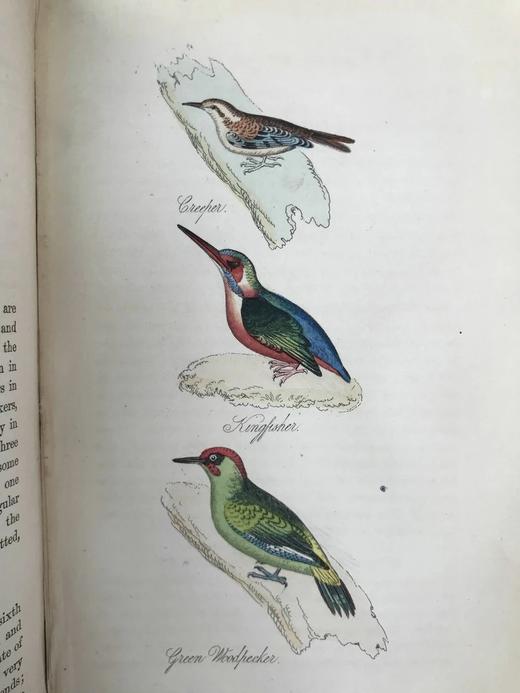 1861年 不列颠群岛鸟类图鉴（全2卷） 28页彩色52幅黑白插图 漆布精装32开 商品图10