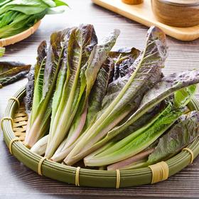 放心紫叶油麦菜 300g/袋