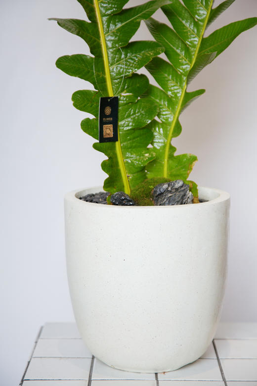 王冠蕨 商品图1