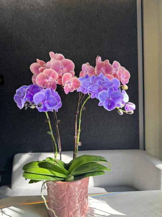蝴蝶兰 | 马卡龙+唯美 商品图2