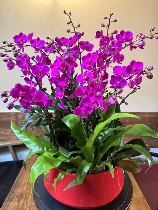 蝴蝶兰/满天红 商品图1