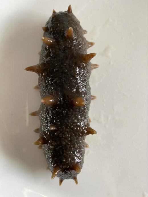 【分仓直发包邮】即食海参系列500g（15头左右） 商品图2