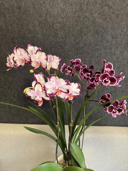 蝴蝶兰 | 哈根达斯➕小幻影 商品图1