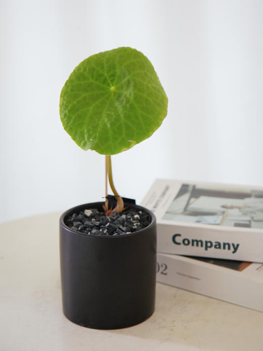 福寿秋海棠 商品图1