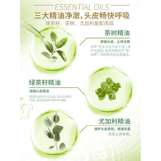 舒蕾绿茶籽控油去屑洗发露 精油洗发水 清爽控油蓬松去屑止痒轻盈洗头膏 500ml/瓶 商品图1