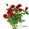 多头玫瑰 | 赤玉 商品缩略图1