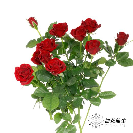 多头玫瑰 | 赤玉 商品图1