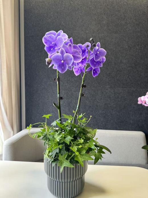 蝴蝶兰 | 马卡龙 商品图0