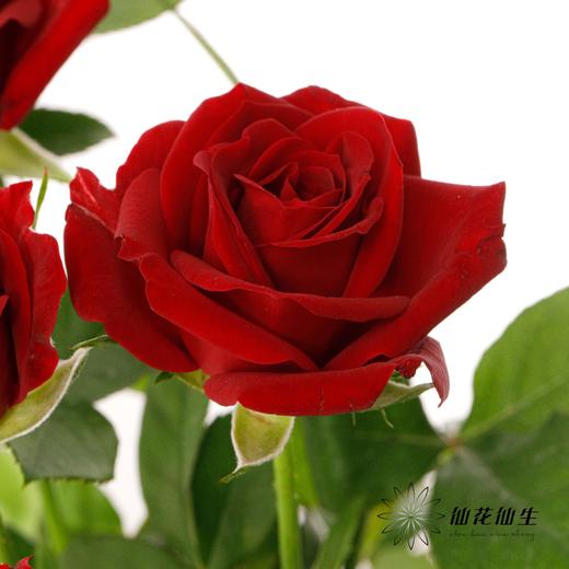 多头玫瑰 | 赤玉 商品图0