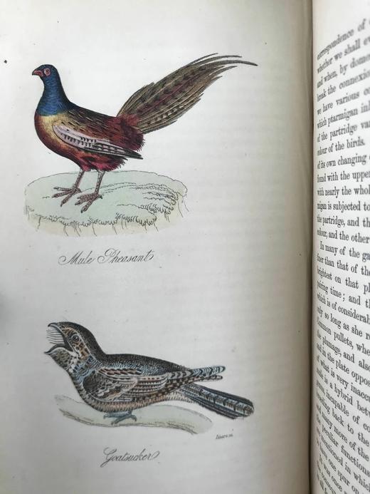 1861年 不列颠群岛鸟类图鉴（全2卷） 28页彩色52幅黑白插图 漆布精装32开 商品图7