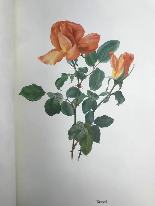 47*31cm！1965年 玫瑰花的荣耀 数十幅水彩画插图 精装带书匣 商品图10