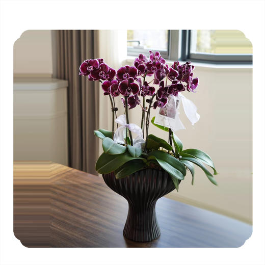 蝴蝶兰——拉丁舞裙 商品图0