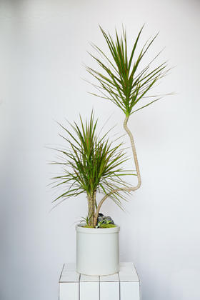 造型青叶七彩铁