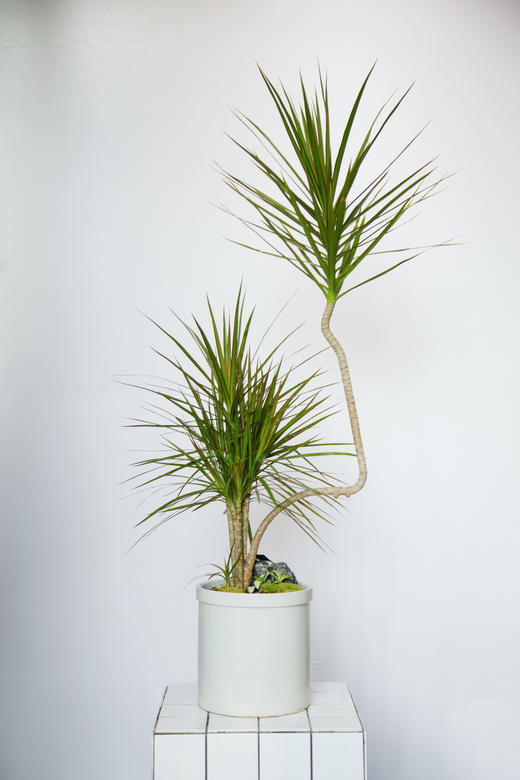 造型青叶七彩铁 商品图0