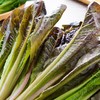 放心紫叶油麦菜 300g/袋 商品缩略图1