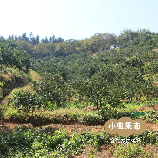 生态甜春桔柚 5斤 | 合作农友生产，产自福建南平，生产者：江禄 *【公平贸易农人定价】 商品图12