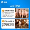 【积分兑换】华畜胍基乙酸牛羊猪增肥增重催肥拉大骨架提高瘦肉率饲料添加剂 商品缩略图2