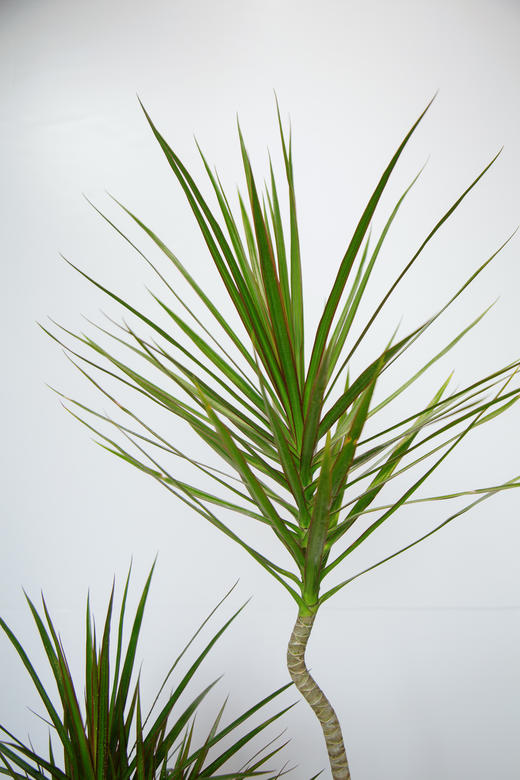 造型青叶七彩铁 商品图2