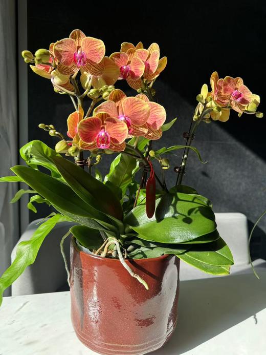 蝴蝶兰 | 金蝶 商品图1