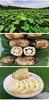小居 苏州水八仙 自然农法 荸荠 莲藕 鸡斗米 茨菇  莼菜 商品缩略图3