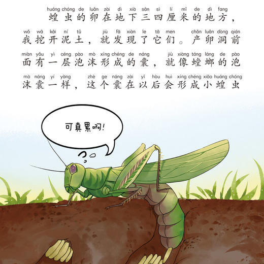 正版给孩子的昆虫记全套6册 小学生版彩绘注音版儿童版绘本青少年孩子读得懂的昆虫记带拼音一二年级三年级课外阅读书籍百科全书写 商品图5
