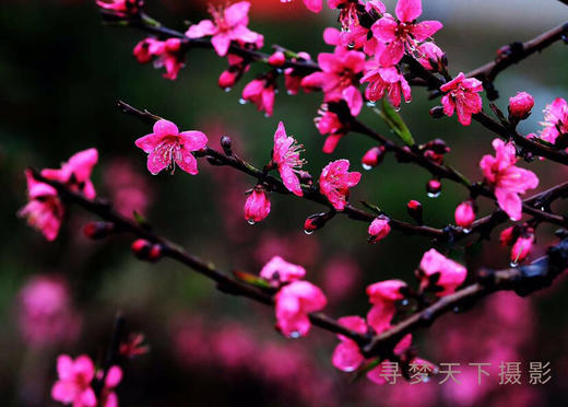 2月26日【连平】十里桃花、油菜花2天摄影采风 商品图10