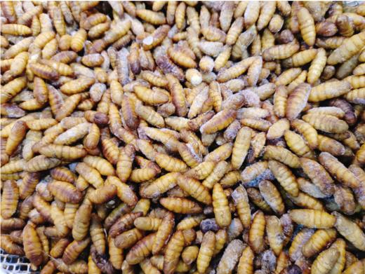 金丝蚕蛹一斤 商品图1