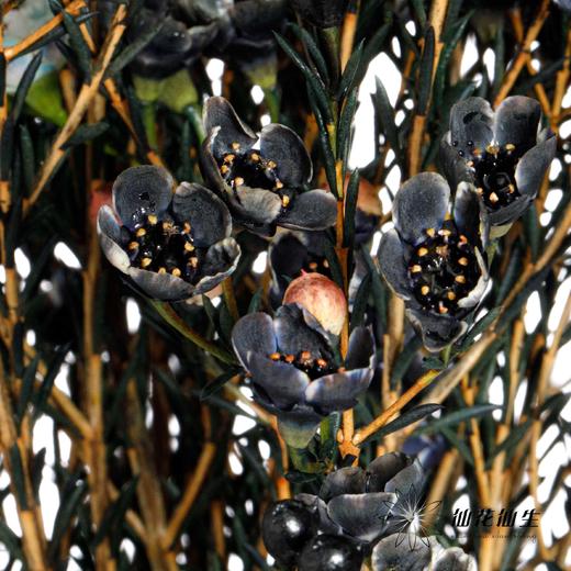 配花 | 平头腊梅黑色 商品图2