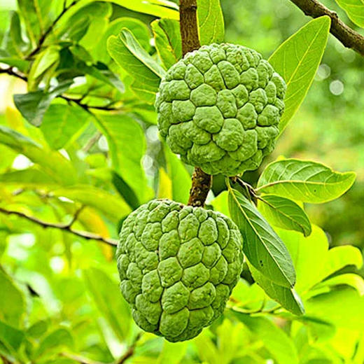 释迦果 云南蜜境【西双版纳】（超大果） | 国产水果 商品图2