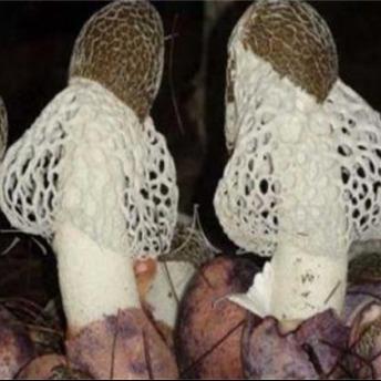 竹荪  不熏硫 不染色   脆香可口 甄选古田原产地长裙竹荪 原色无硫轻加工  气味芬芳 原味原香 营养丰富 商品图5