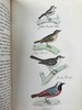 1861年 不列颠群岛鸟类图鉴（全2卷） 28页彩色52幅黑白插图 漆布精装32开 商品缩略图13