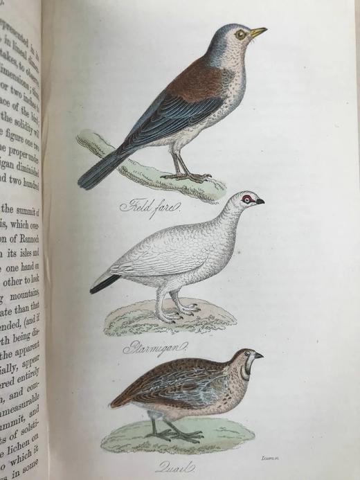1861年 不列颠群岛鸟类图鉴（全2卷） 28页彩色52幅黑白插图 漆布精装32开 商品图9