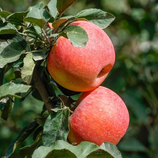 正宗新疆阿克苏冰糖心大苹果礼盒装7kg/箱新鲜当季 商品图8