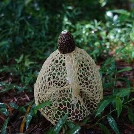 【干货精选】福建特级竹荪 色泽淡黄 气味清香 用其做的美食香味浓郁 滋味鲜美 堪称色 香 味三绝！ 商品图3