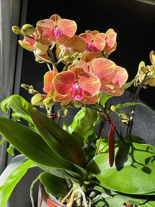 蝴蝶兰 | 金蝶 商品图2