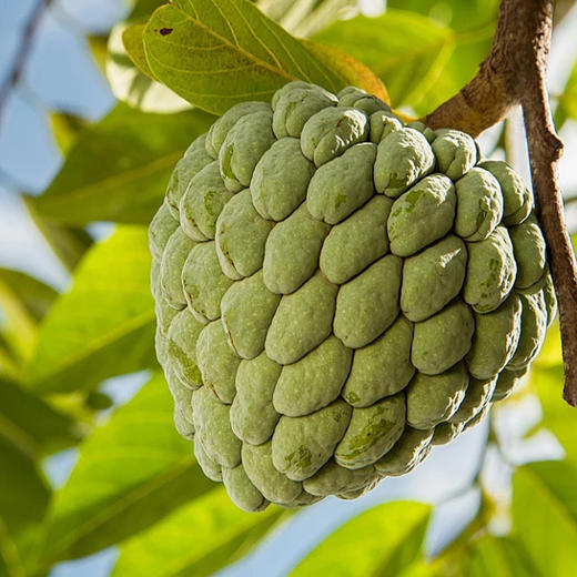 释迦果 云南蜜境【西双版纳】（超大果） | 国产水果 商品图0