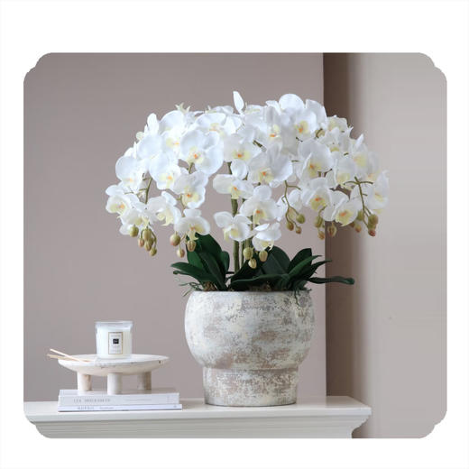 蝴蝶兰——白色阿德莱德 商品图0