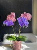 蝴蝶兰 | 马卡龙+唯美 商品缩略图0