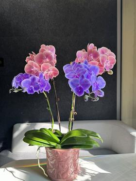 蝴蝶兰 | 马卡龙+唯美