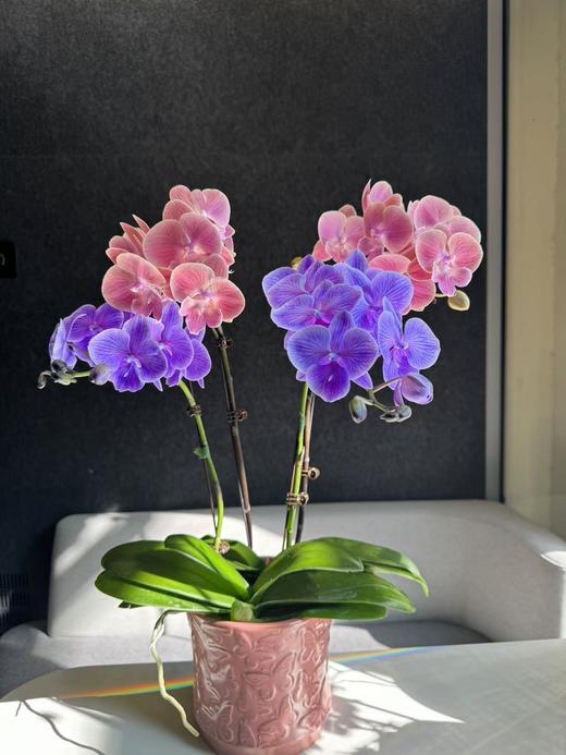 蝴蝶兰 | 马卡龙+唯美 商品图0