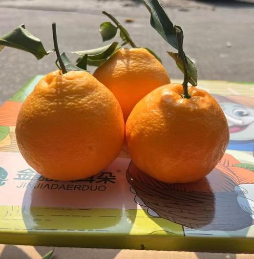 金嘉大耳朵春见粑粑柑   | 水果 商品图2