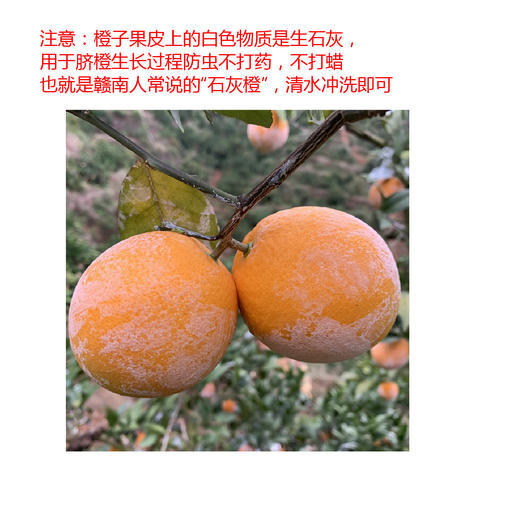 【12.7积分当钱花】正宗赣南脐橙10斤 商品图6